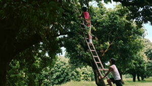 Secrets Happened on the Litchi Island Episode 1 Licorice Wax Apple Preview Still